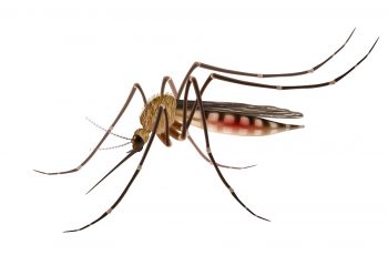 Plano de saúde cobre dengue: saiba as novidades do Rol da ANS